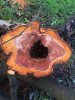 Burnsy: Woodturning