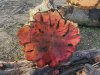 Phil Irons: Woodturning (6)
